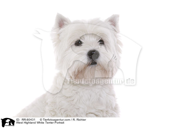West Highland White Terrier Portrait / West Highland White Terrier Portrait / RR-80431