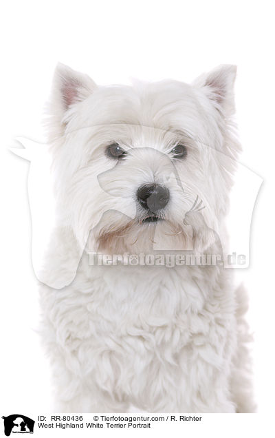 West Highland White Terrier Portrait / West Highland White Terrier Portrait / RR-80436