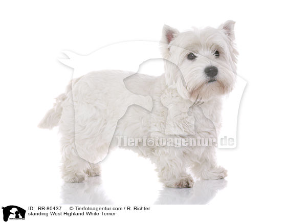 stehender West Highland White Terrier / standing West Highland White Terrier / RR-80437
