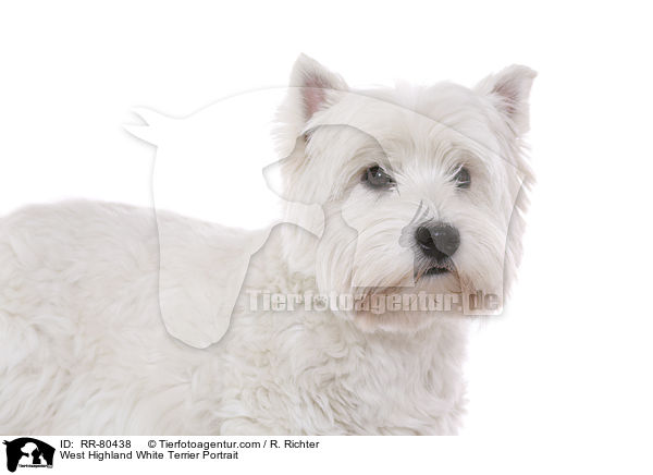 West Highland White Terrier Portrait / West Highland White Terrier Portrait / RR-80438