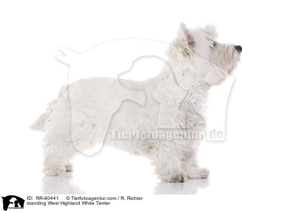 stehender West Highland White Terrier / standing West Highland White Terrier / RR-80441
