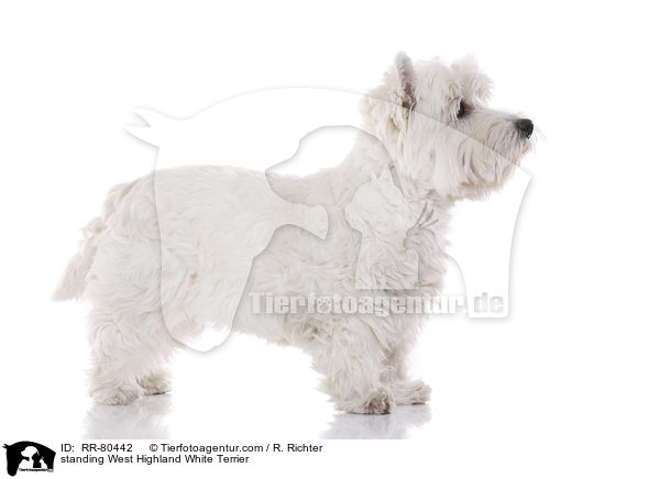 stehender West Highland White Terrier / standing West Highland White Terrier / RR-80442