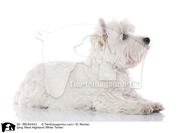 liegender West Highland White Terrier / lying West Highland White Terrier / RR-80443