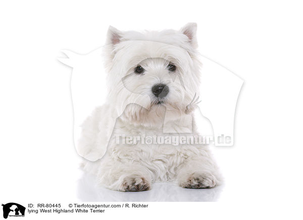 liegender West Highland White Terrier / lying West Highland White Terrier / RR-80445