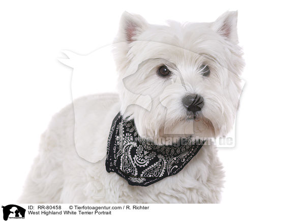 West Highland White Terrier Portrait / West Highland White Terrier Portrait / RR-80458