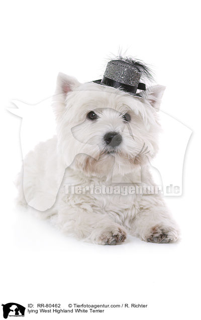 liegender West Highland White Terrier / lying West Highland White Terrier / RR-80462