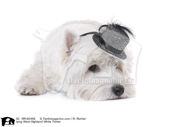 liegender West Highland White Terrier / lying West Highland White Terrier / RR-80466