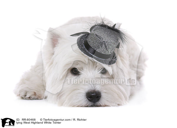 liegender West Highland White Terrier / lying West Highland White Terrier / RR-80468