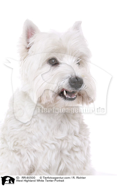 West Highland White Terrier Portrait / West Highland White Terrier Portrait / RR-80500