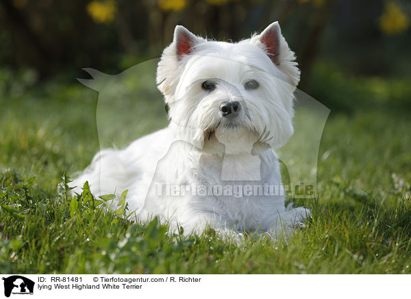 liegender West Highland White Terrier / lying West Highland White Terrier / RR-81481
