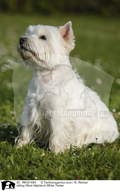 sitzender West Highland White Terrier / sitting West Highland White Terrier / RR-81484