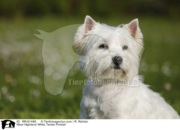 West Highland White Terrier Portrait / West Highland White Terrier Portrait / RR-81486