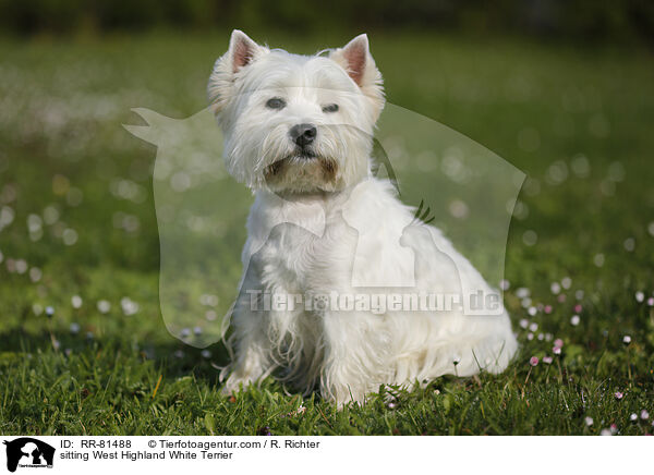 sitzender West Highland White Terrier / sitting West Highland White Terrier / RR-81488