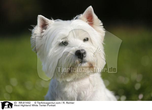 West Highland White Terrier Portrait / West Highland White Terrier Portrait / RR-81492