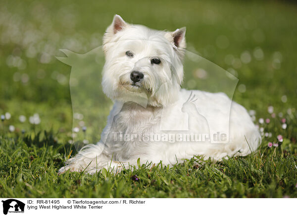 liegender West Highland White Terrier / lying West Highland White Terrier / RR-81495