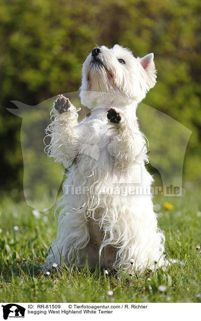 West Highland White Terrier macht Mnnchen / begging West Highland White Terrier / RR-81509
