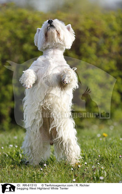 West Highland White Terrier macht Mnnchen / begging West Highland White Terrier / RR-81510