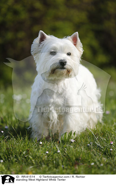 stehender West Highland White Terrier / standing West Highland White Terrier / RR-81514