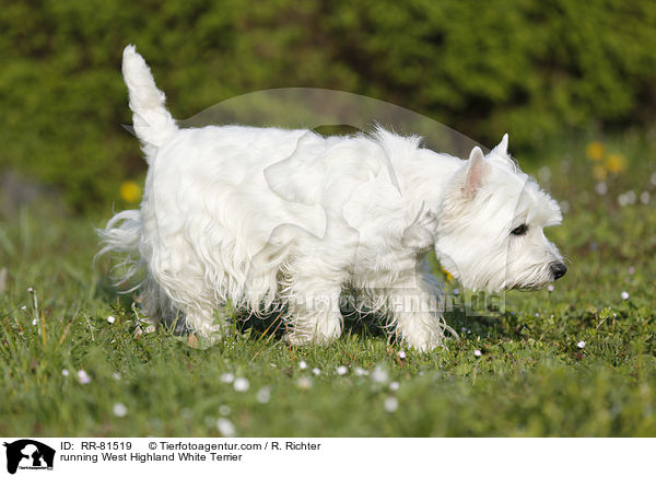 rennender West Highland White Terrier / running West Highland White Terrier / RR-81519