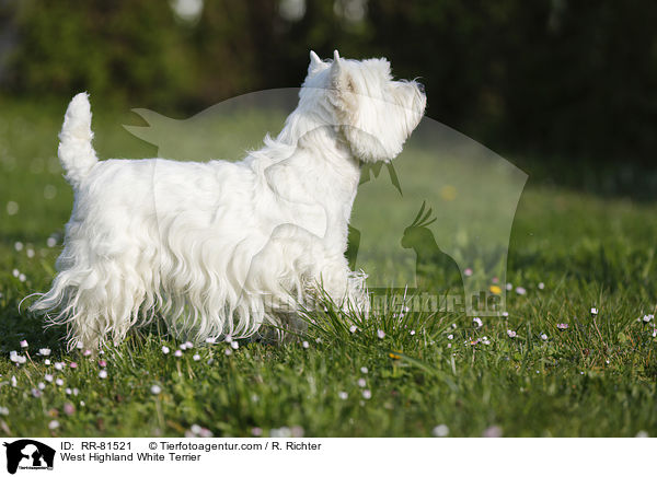 West Highland White Terrier / West Highland White Terrier / RR-81521