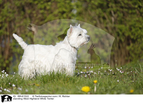 stehender West Highland White Terrier / standing West Highland White Terrier / RR-81522