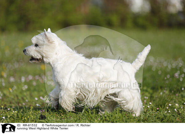 rennender West Highland White Terrier / running West Highland White Terrier / RR-81532