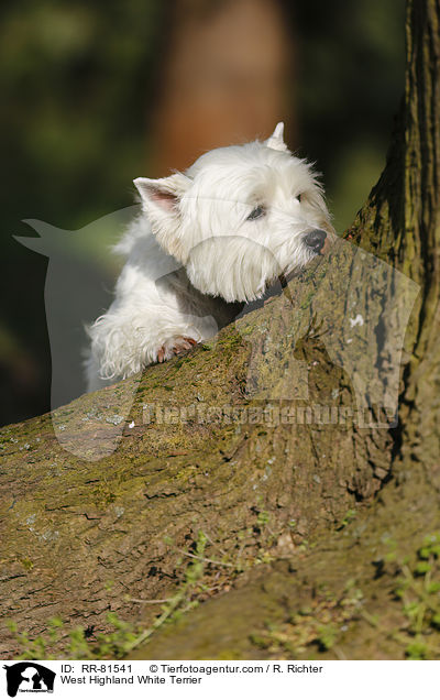 West Highland White Terrier / West Highland White Terrier / RR-81541