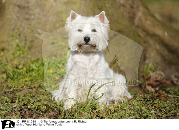 sitzender West Highland White Terrier / sitting West Highland White Terrier / RR-81549