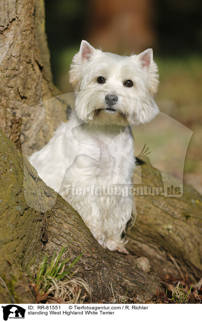 stehender West Highland White Terrier / standing West Highland White Terrier / RR-81551