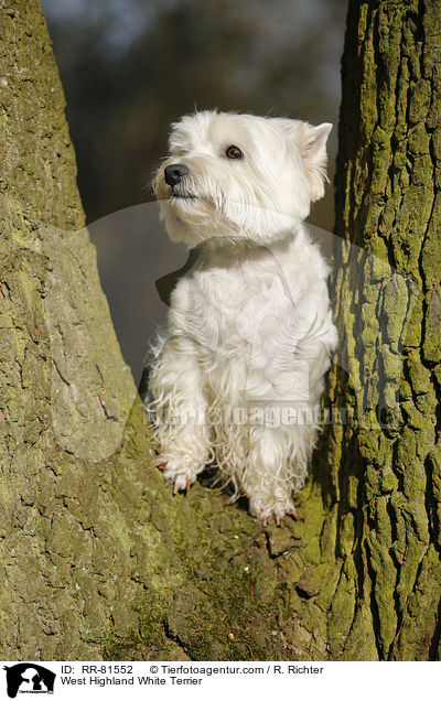 West Highland White Terrier / West Highland White Terrier / RR-81552