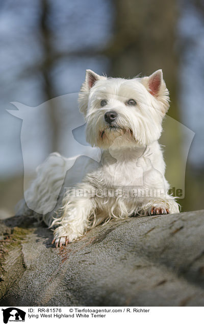 liegender West Highland White Terrier / lying West Highland White Terrier / RR-81576