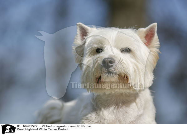 West Highland White Terrier Portrait / West Highland White Terrier Portrait / RR-81577