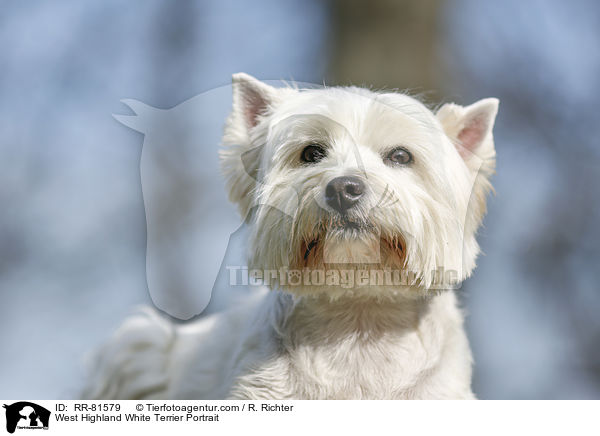 West Highland White Terrier Portrait / West Highland White Terrier Portrait / RR-81579
