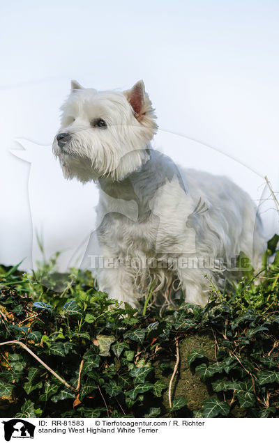 stehender West Highland White Terrier / standing West Highland White Terrier / RR-81583