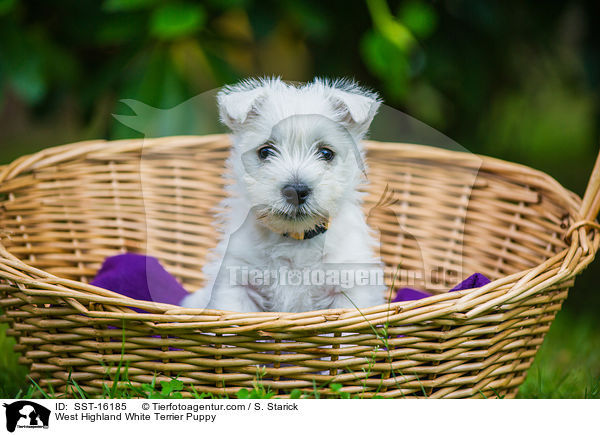West Highland White Terrier Welpe / West Highland White Terrier Puppy / SST-16185