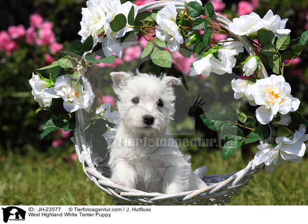 West Highland White Terrier Welpe / West Highland White Terrier Puppy / JH-23577