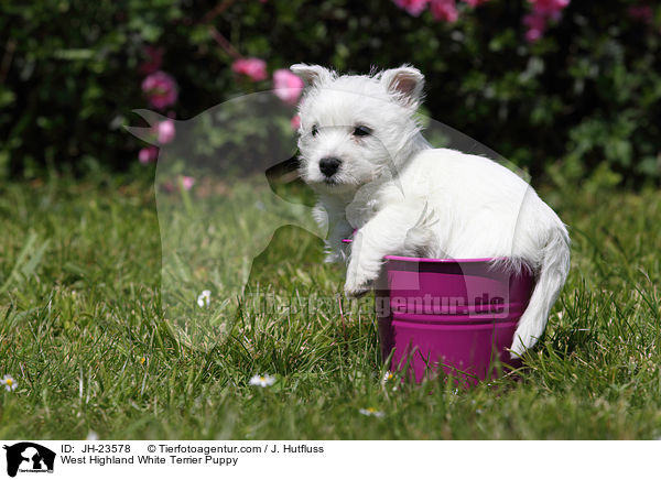 West Highland White Terrier Welpe / West Highland White Terrier Puppy / JH-23578