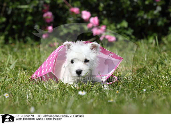 West Highland White Terrier Welpe / West Highland White Terrier Puppy / JH-23579