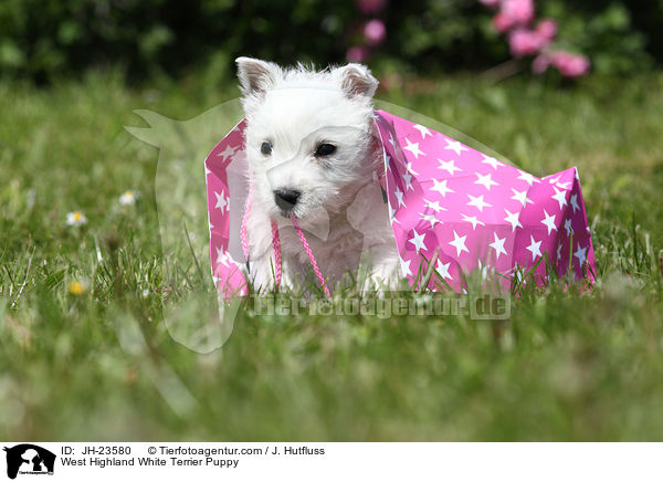 West Highland White Terrier Welpe / West Highland White Terrier Puppy / JH-23580