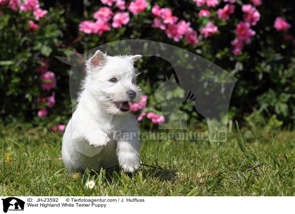 West Highland White Terrier Welpe / West Highland White Terrier Puppy / JH-23592