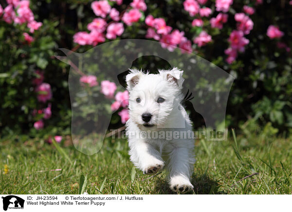 West Highland White Terrier Welpe / West Highland White Terrier Puppy / JH-23594