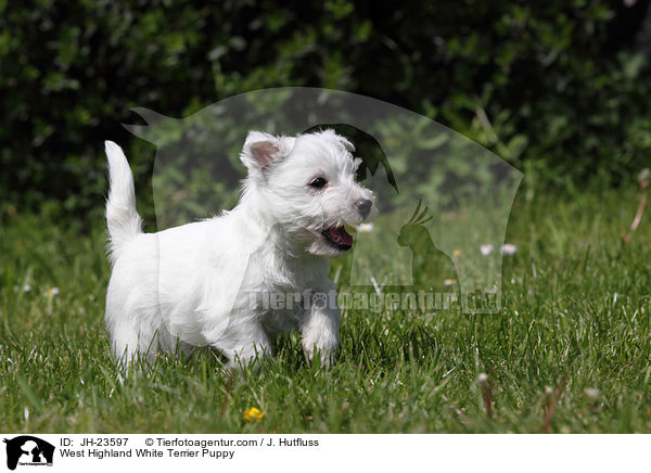 West Highland White Terrier Welpe / West Highland White Terrier Puppy / JH-23597