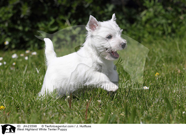 West Highland White Terrier Welpe / West Highland White Terrier Puppy / JH-23598