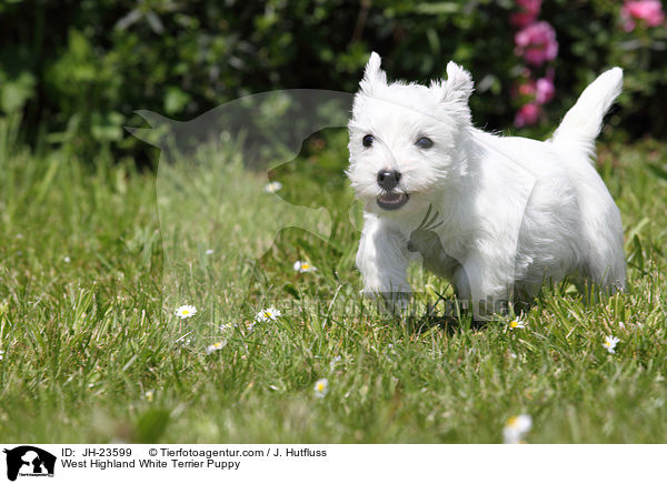 West Highland White Terrier Welpe / West Highland White Terrier Puppy / JH-23599
