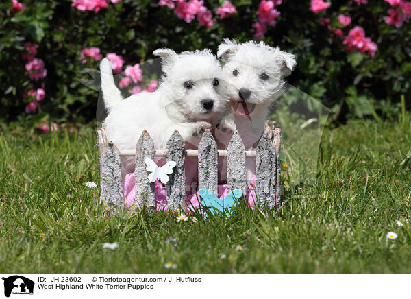 West Highland White Terrier Welpen / West Highland White Terrier Puppies / JH-23602