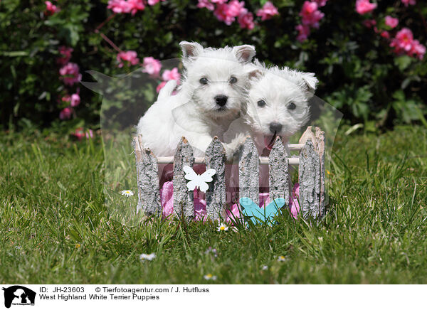 West Highland White Terrier Welpen / West Highland White Terrier Puppies / JH-23603