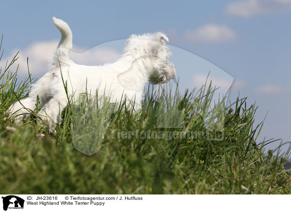 West Highland White Terrier Welpe / West Highland White Terrier Puppy / JH-23616