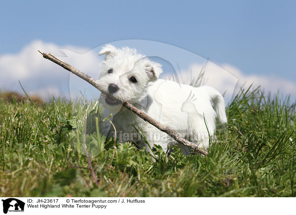 West Highland White Terrier Welpe / West Highland White Terrier Puppy / JH-23617