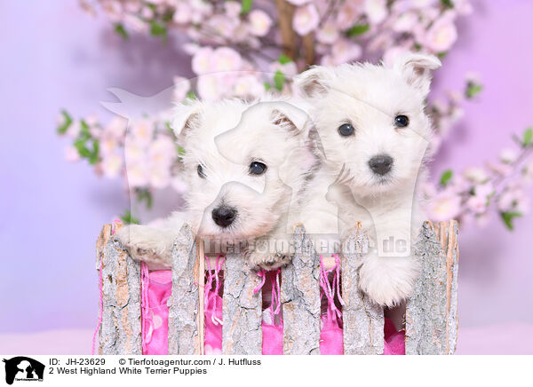 2 West Highland White Terrier Welpen / 2 West Highland White Terrier Puppies / JH-23629