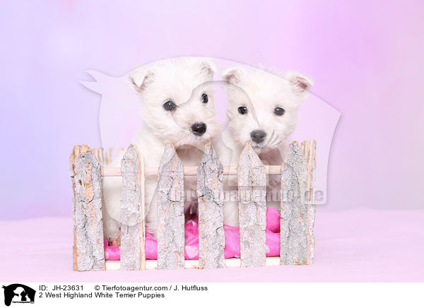 2 West Highland White Terrier Welpen / 2 West Highland White Terrier Puppies / JH-23631